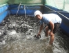 Hiệu quả mô hình nuôi cá lóc trong bể lót bạc